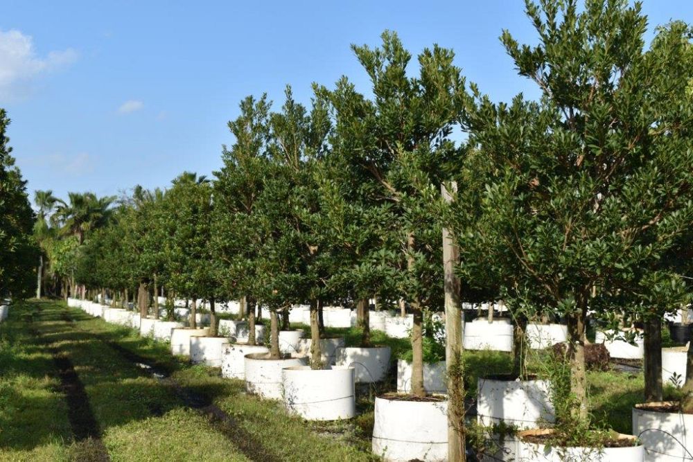 elaeocarpus-decipiens-japanese-blueberry