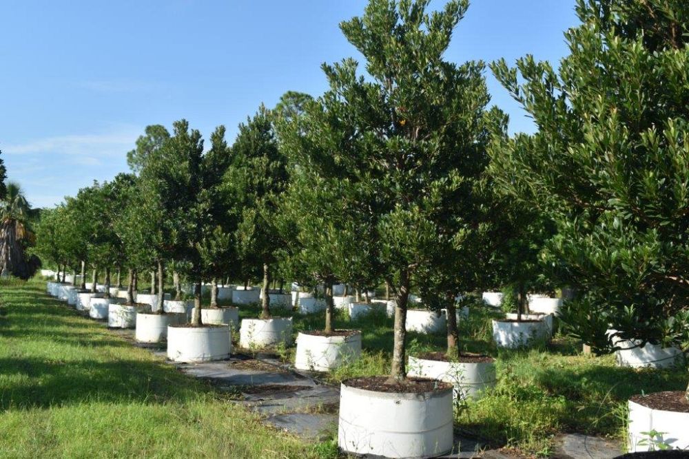 elaeocarpus-decipiens-japanese-blueberry