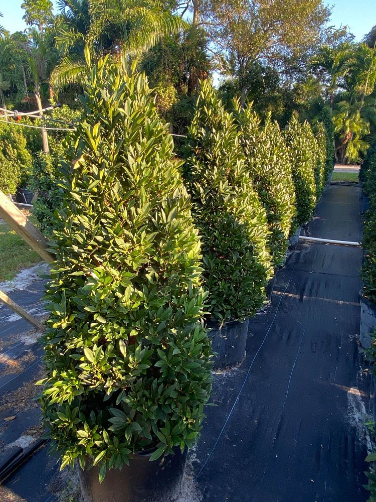elaeocarpus-decipiens-japanese-blueberry