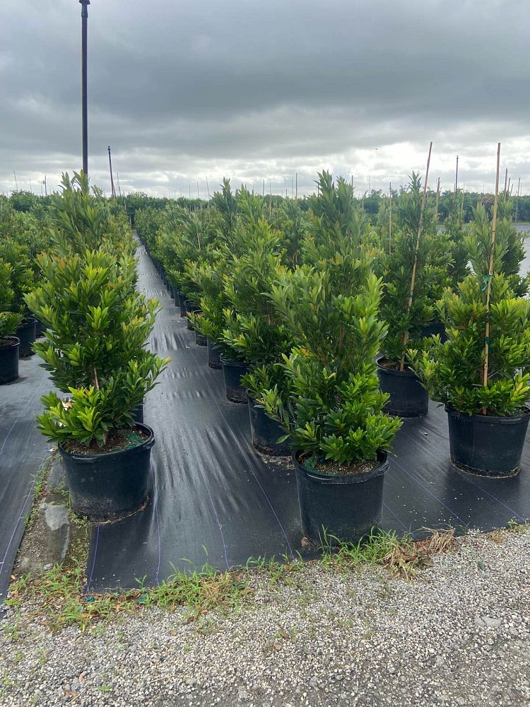 elaeocarpus-decipiens-japanese-blueberry