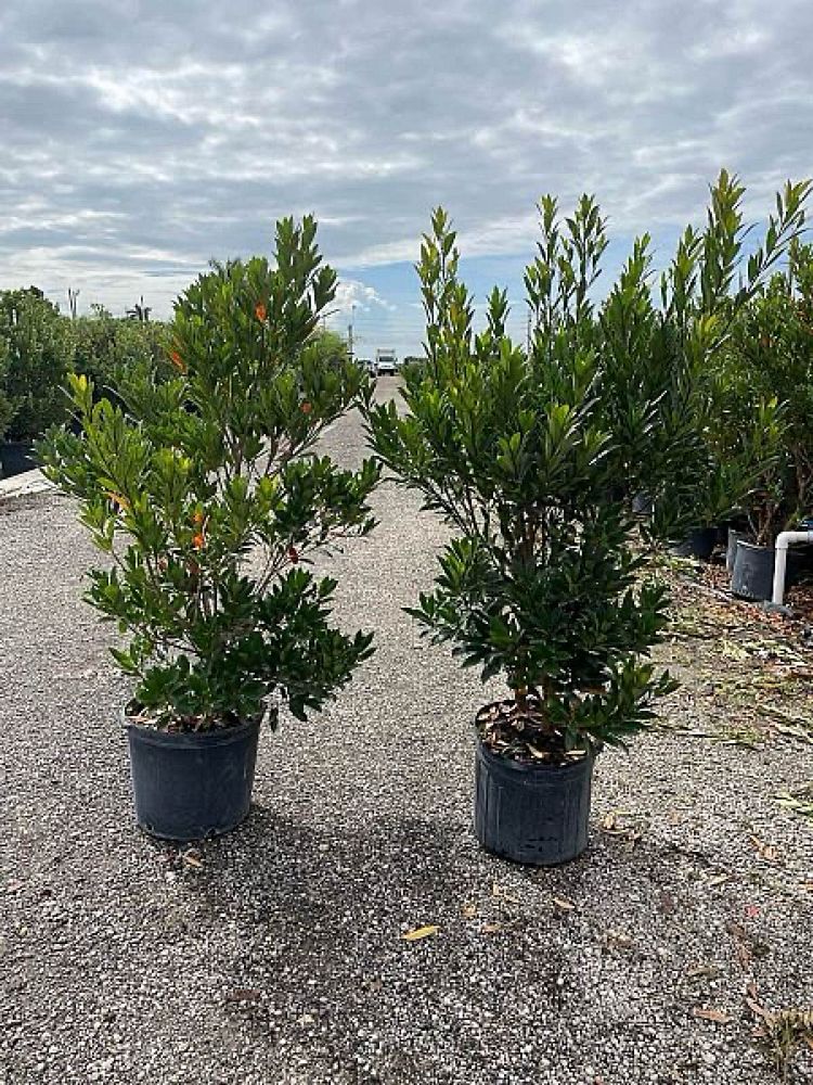 elaeocarpus-decipiens-japanese-blueberry