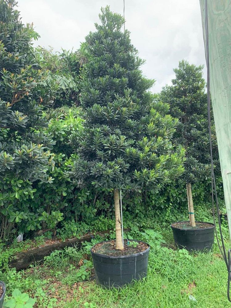 elaeocarpus-decipiens-japanese-blueberry