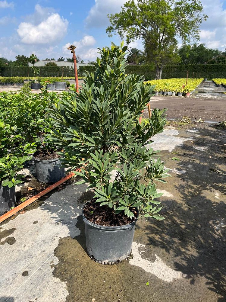 elaeocarpus-decipiens-japanese-blueberry