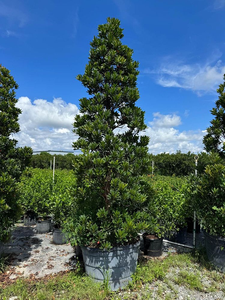 elaeocarpus-decipiens-japanese-blueberry