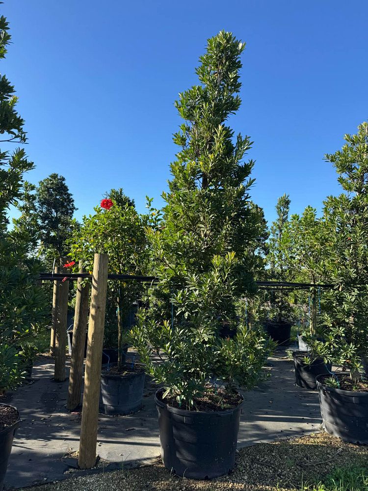 elaeocarpus-decipiens-japanese-blueberry