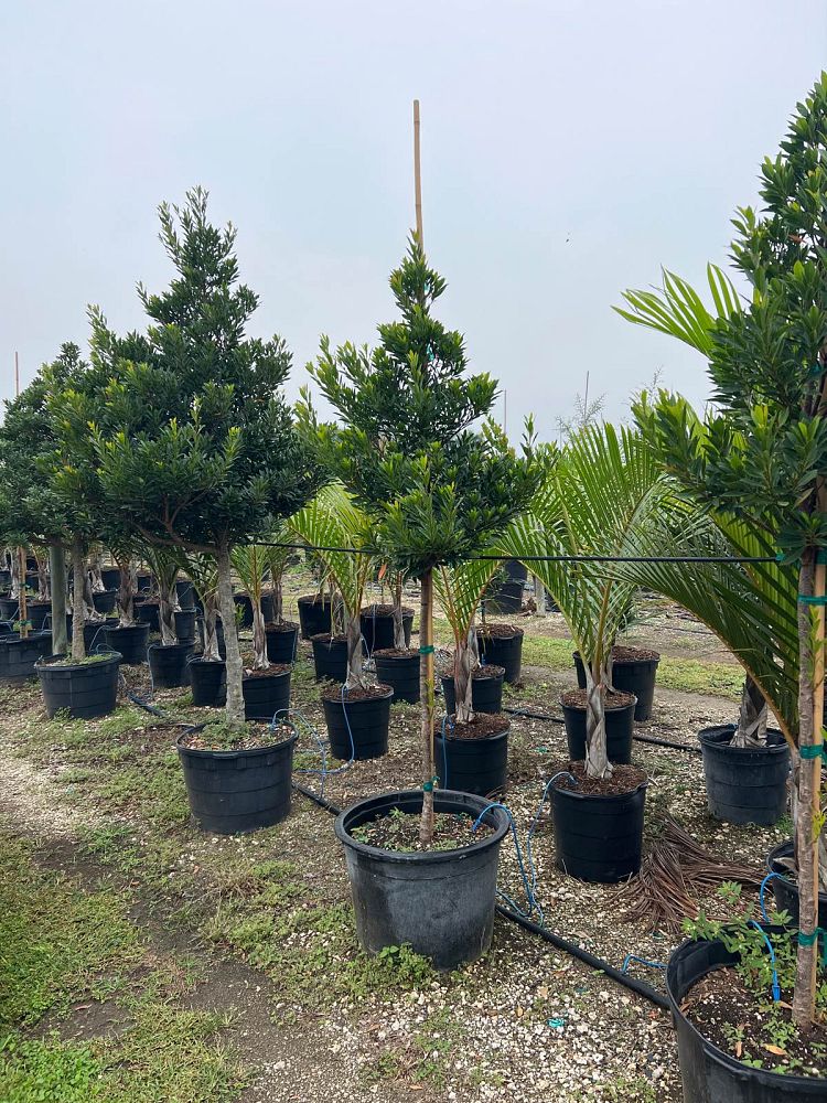 elaeocarpus-decipiens-japanese-blueberry