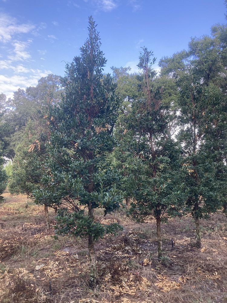 elaeocarpus-decipiens-japanese-blueberry