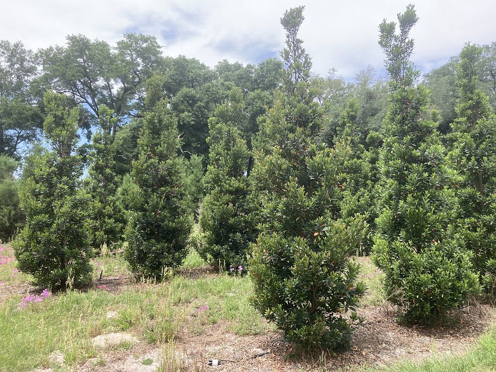 elaeocarpus-decipiens-japanese-blueberry