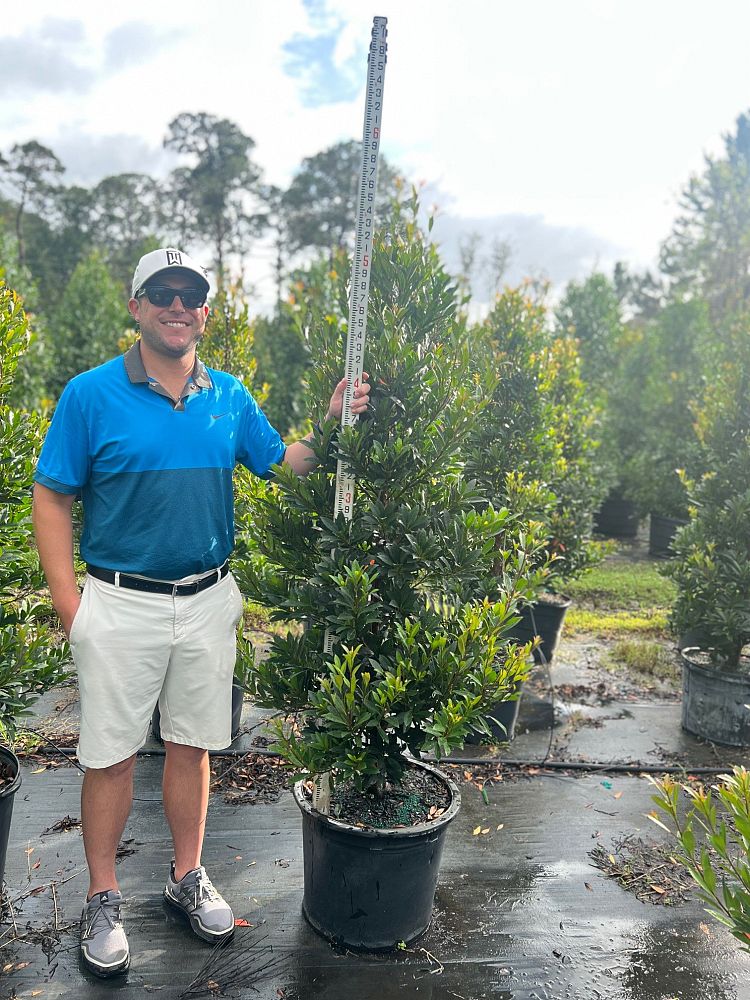 elaeocarpus-decipiens-japanese-blueberry