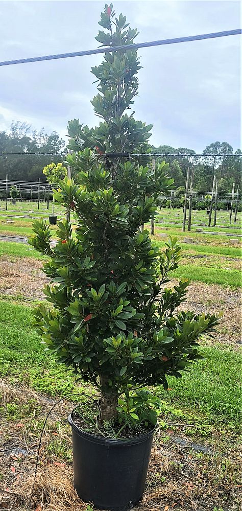 elaeocarpus-decipiens-japanese-blueberry