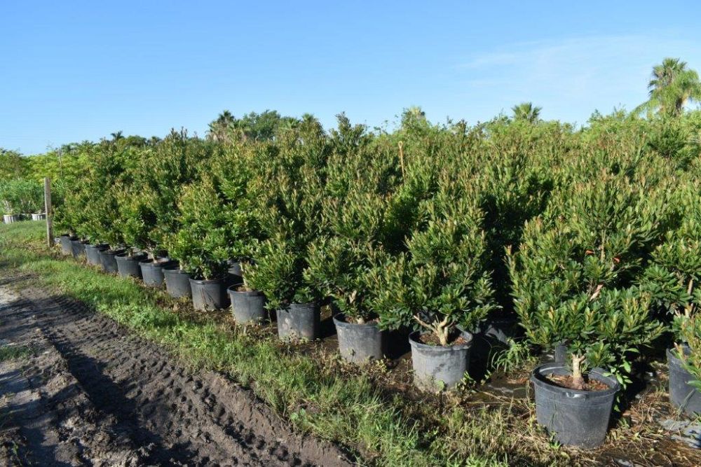 elaeocarpus-decipiens-japanese-blueberry