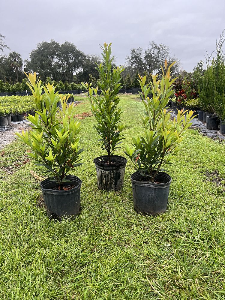 elaeocarpus-decipiens-japanese-blueberry