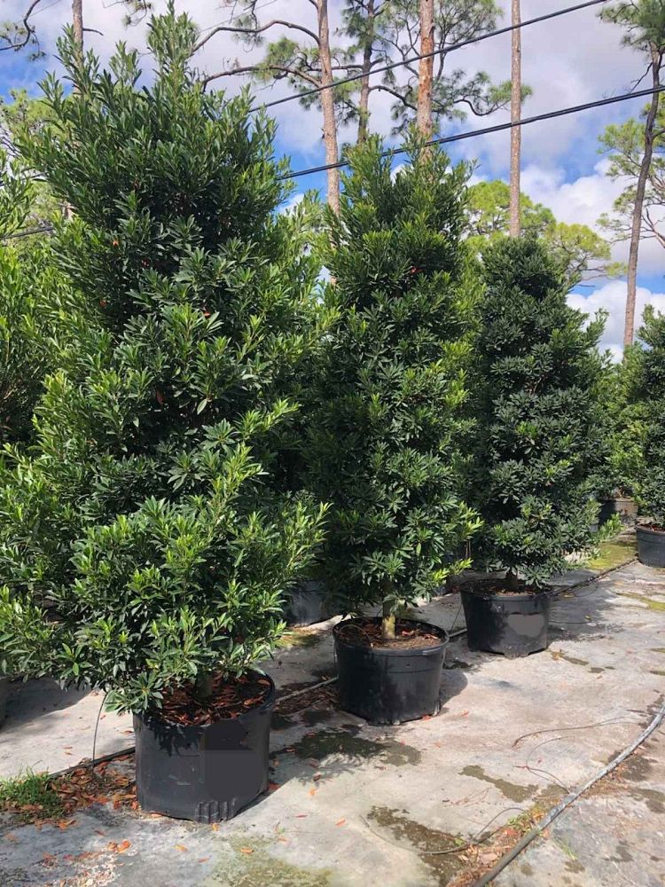 elaeocarpus-decipiens-japanese-blueberry