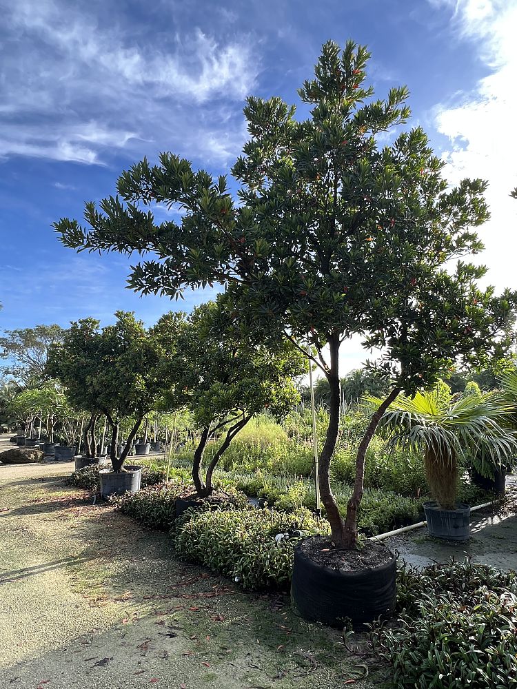 elaeocarpus-decipiens-japanese-blueberry