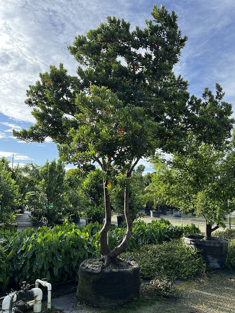 elaeocarpus-decipiens-japanese-blueberry
