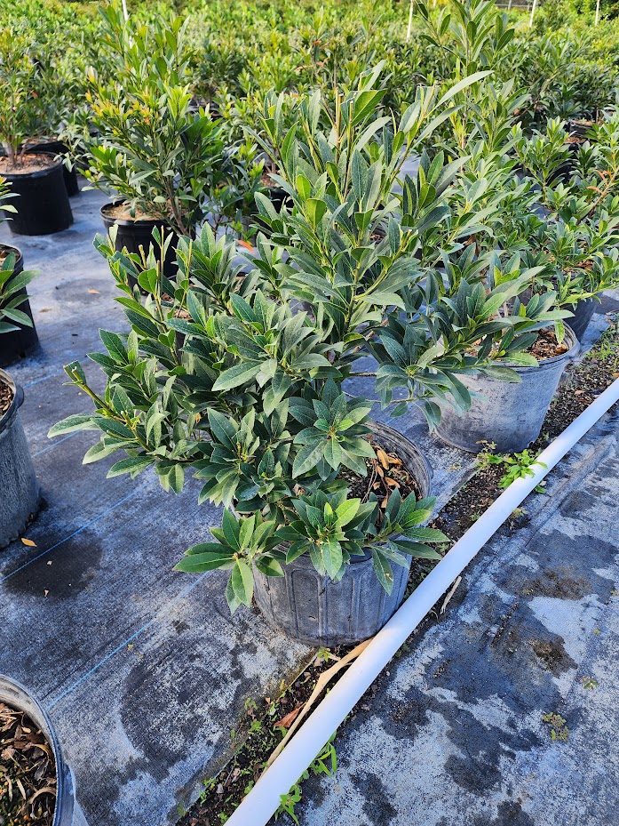 elaeocarpus-decipiens-japanese-blueberry