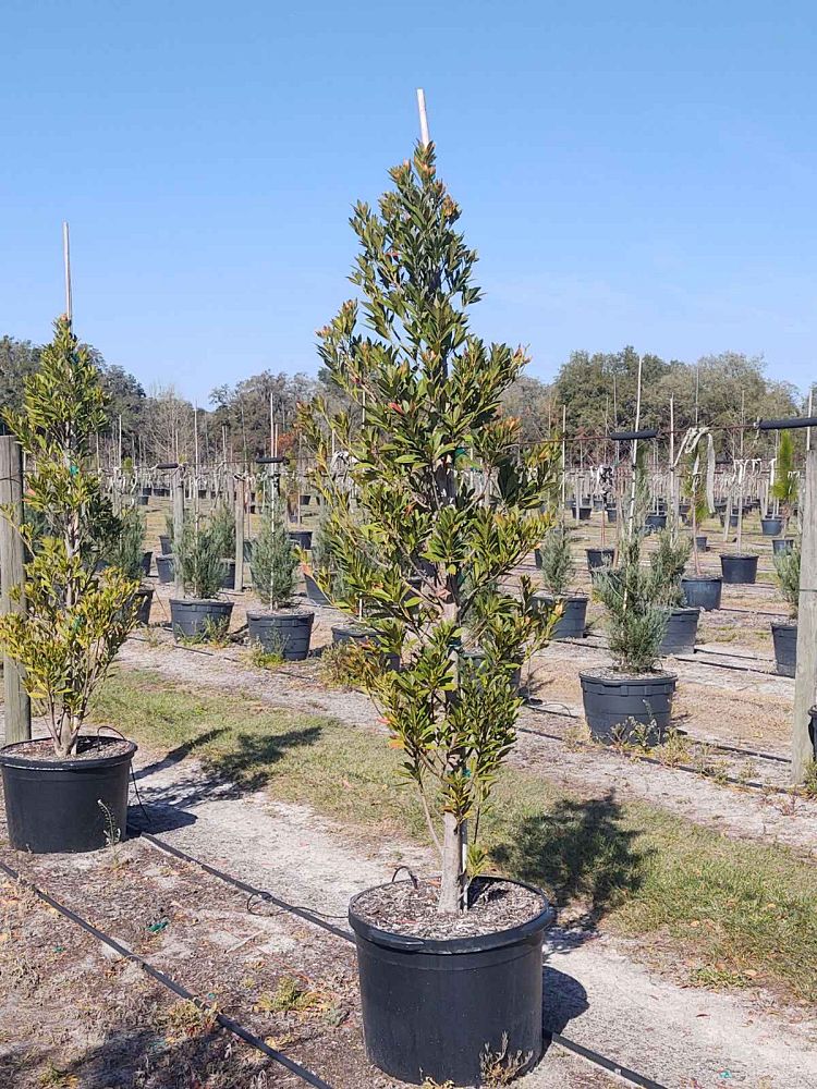 elaeocarpus-decipiens-japanese-blueberry