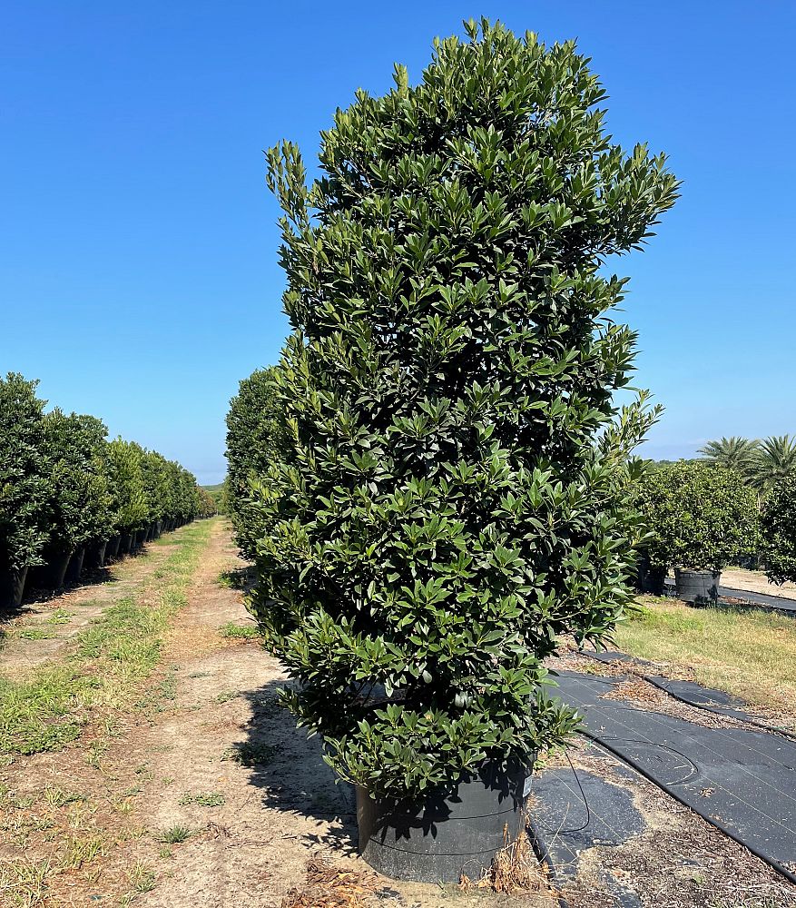 elaeocarpus-decipiens-japanese-blueberry