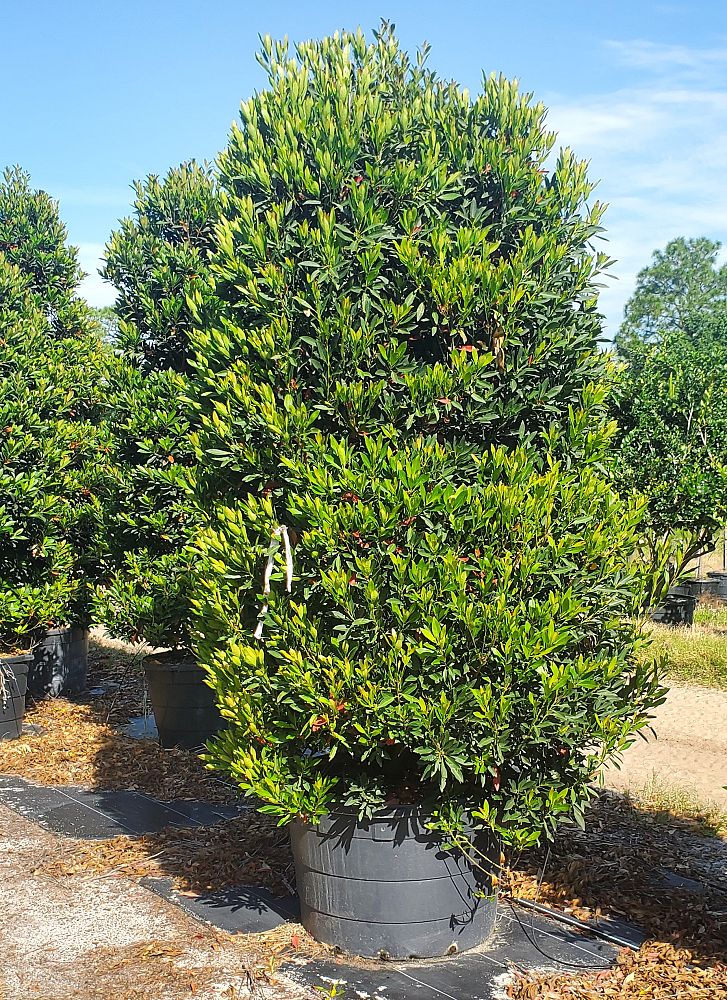elaeocarpus-decipiens-japanese-blueberry
