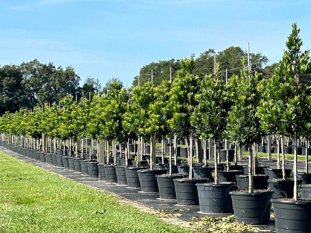 elaeocarpus-decipiens-japanese-blueberry