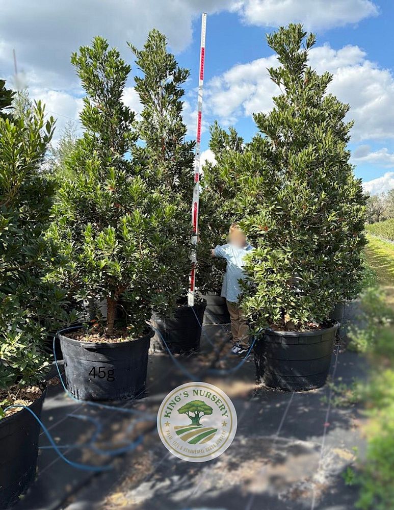 elaeocarpus-decipiens-japanese-blueberry