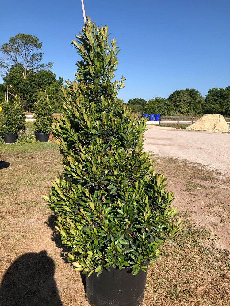 elaeocarpus-decipiens-japanese-blueberry