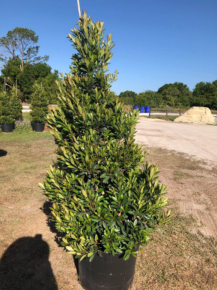 elaeocarpus-decipiens-japanese-blueberry