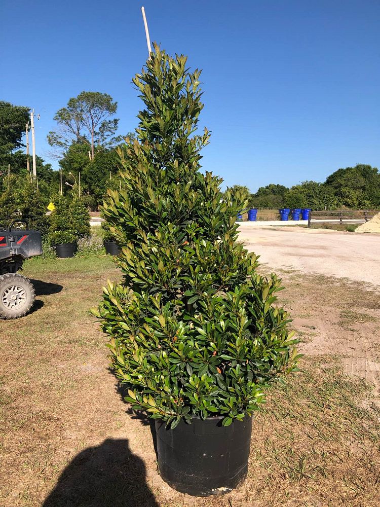 elaeocarpus-decipiens-japanese-blueberry