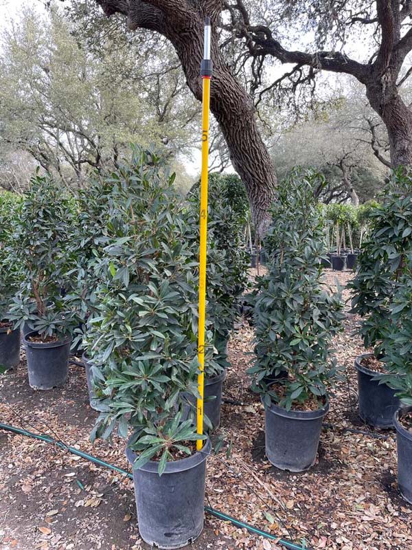 elaeocarpus-decipiens-japanese-blueberry