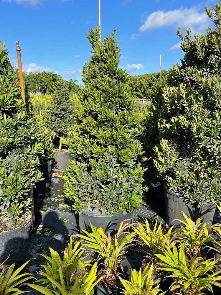 elaeocarpus-decipiens-japanese-blueberry