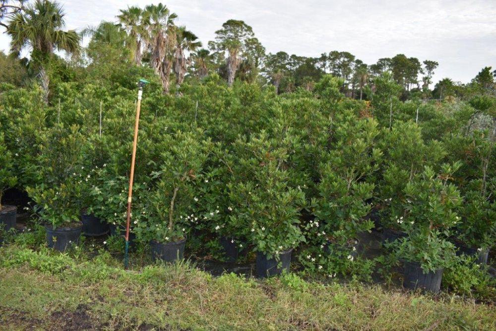 elaeocarpus-decipiens-japanese-blueberry