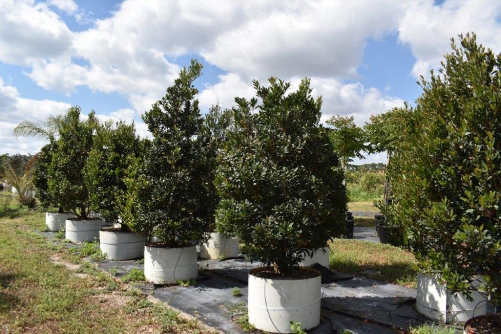 elaeocarpus-decipiens-japanese-blueberry