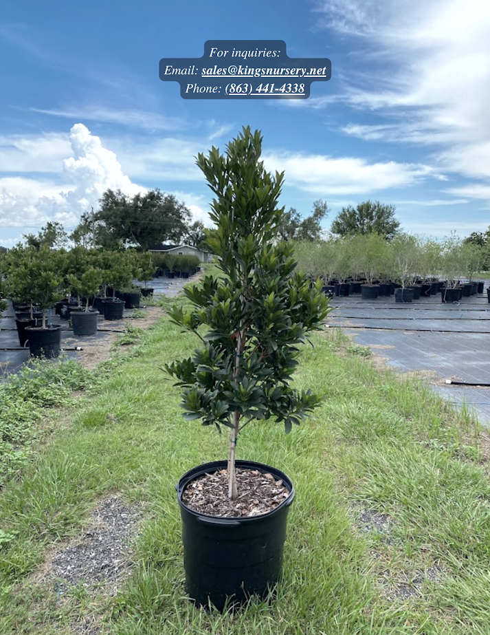 elaeocarpus-decipiens-japanese-blueberry