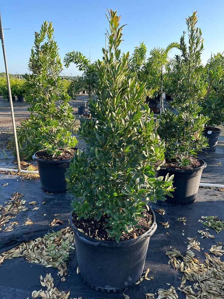 elaeocarpus-decipiens-japanese-blueberry