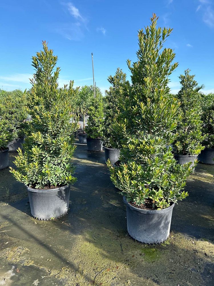 elaeocarpus-decipiens-japanese-blueberry