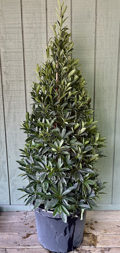 elaeocarpus-decipiens-japanese-blueberry