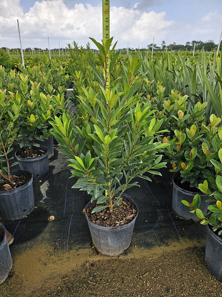 elaeocarpus-decipiens-japanese-blueberry