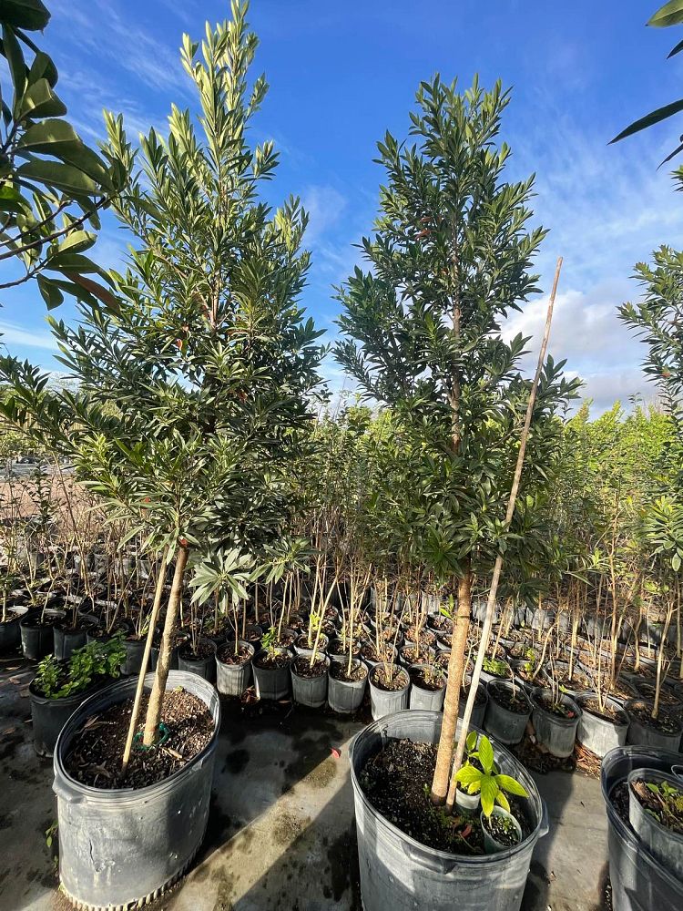 elaeocarpus-decipiens-japanese-blueberry