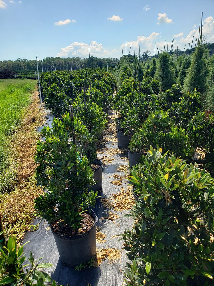 elaeocarpus-decipiens-japanese-blueberry