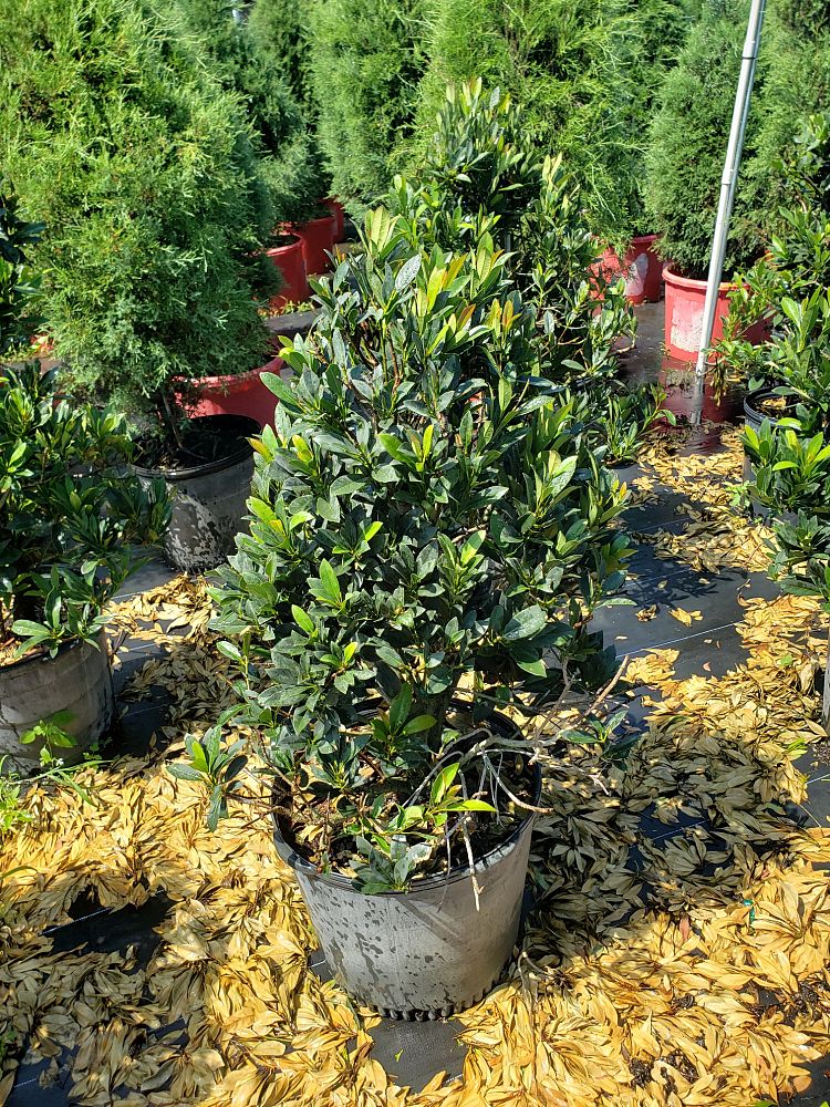 elaeocarpus-decipiens-japanese-blueberry