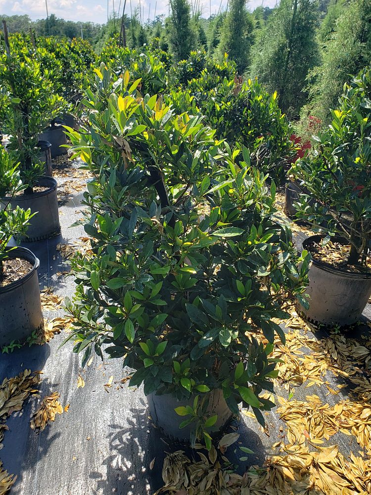 elaeocarpus-decipiens-japanese-blueberry