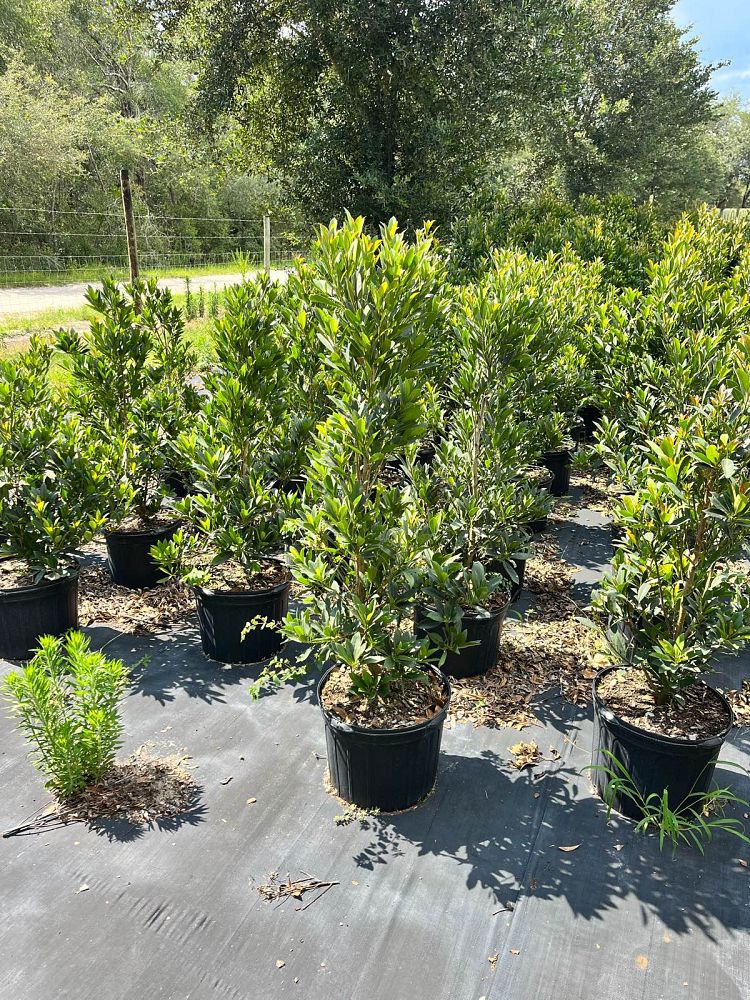 elaeocarpus-decipiens-japanese-blueberry