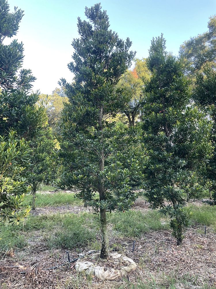 elaeocarpus-decipiens-japanese-blueberry
