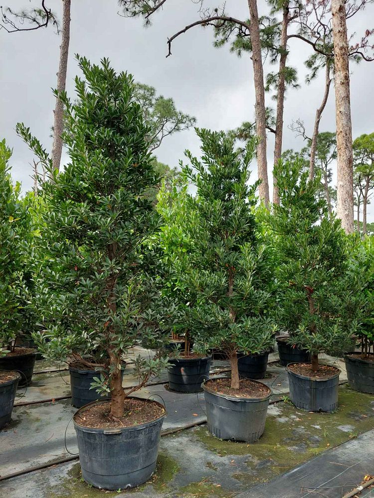elaeocarpus-decipiens-japanese-blueberry