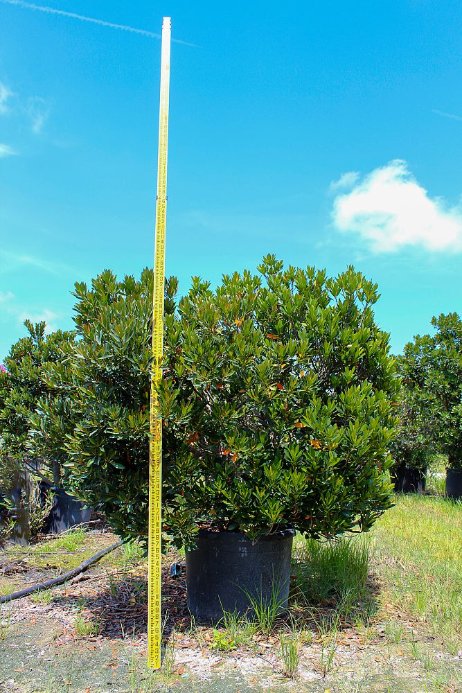 elaeocarpus-decipiens-japanese-blueberry