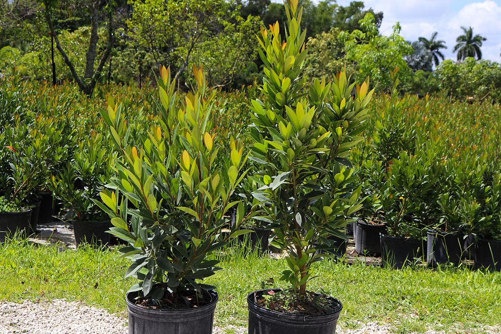 elaeocarpus-decipiens-japanese-blueberry