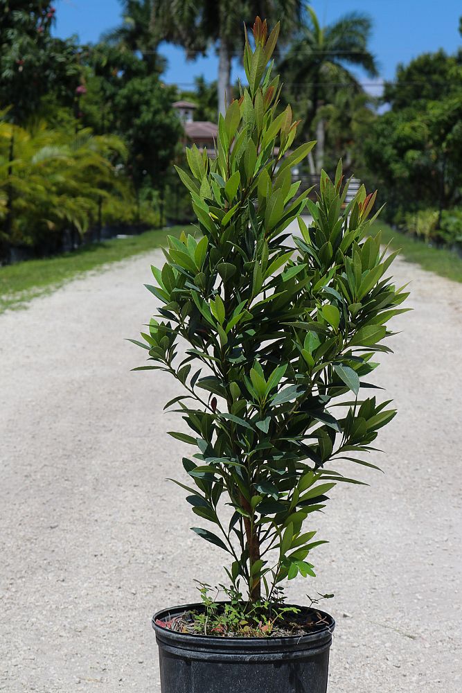 elaeocarpus-decipiens-japanese-blueberry