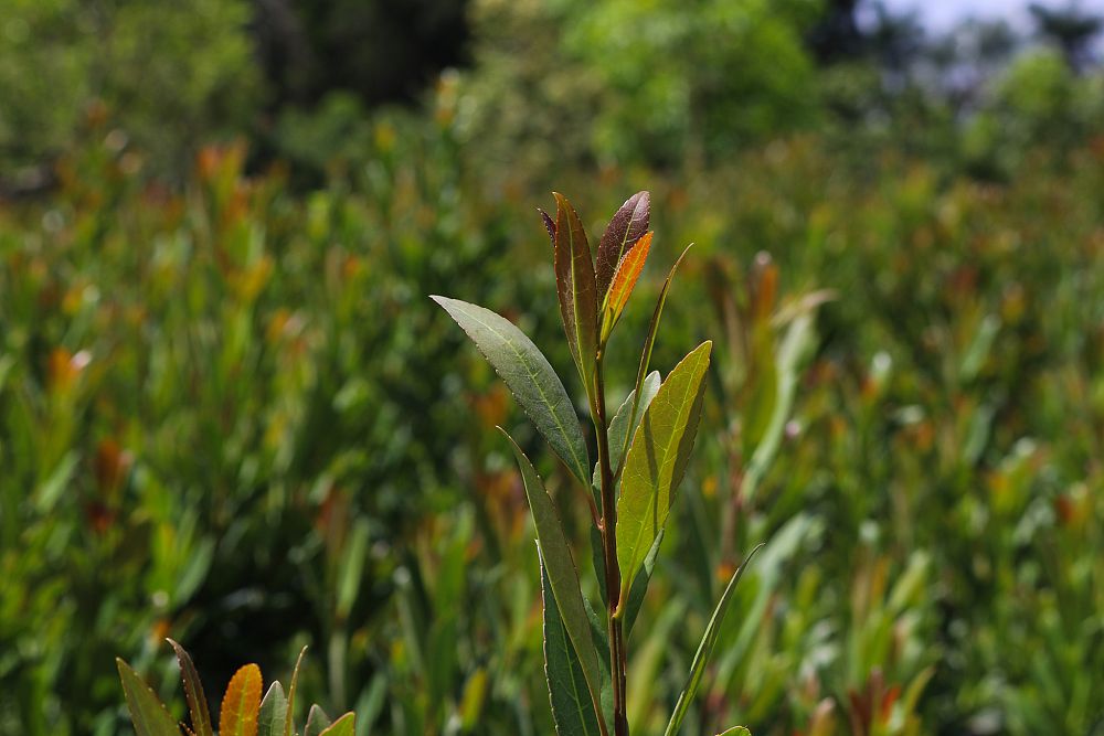 elaeocarpus-decipiens-japanese-blueberry