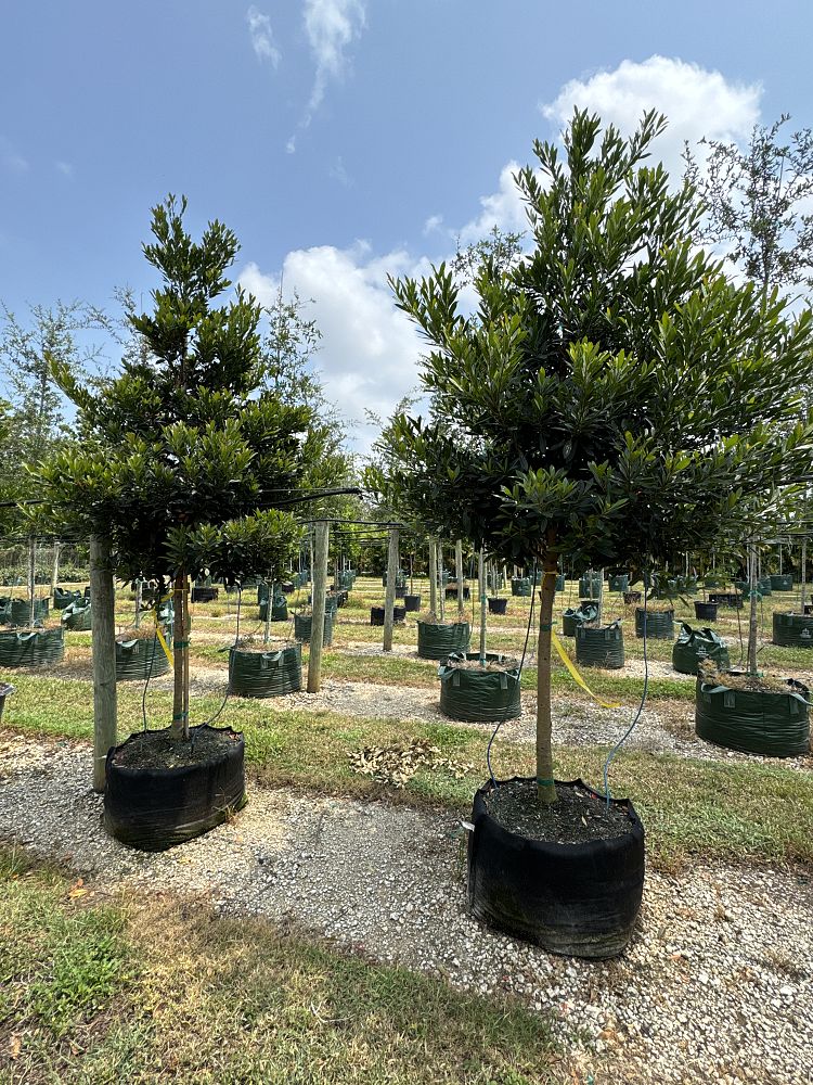 elaeocarpus-decipiens-japanese-blueberry