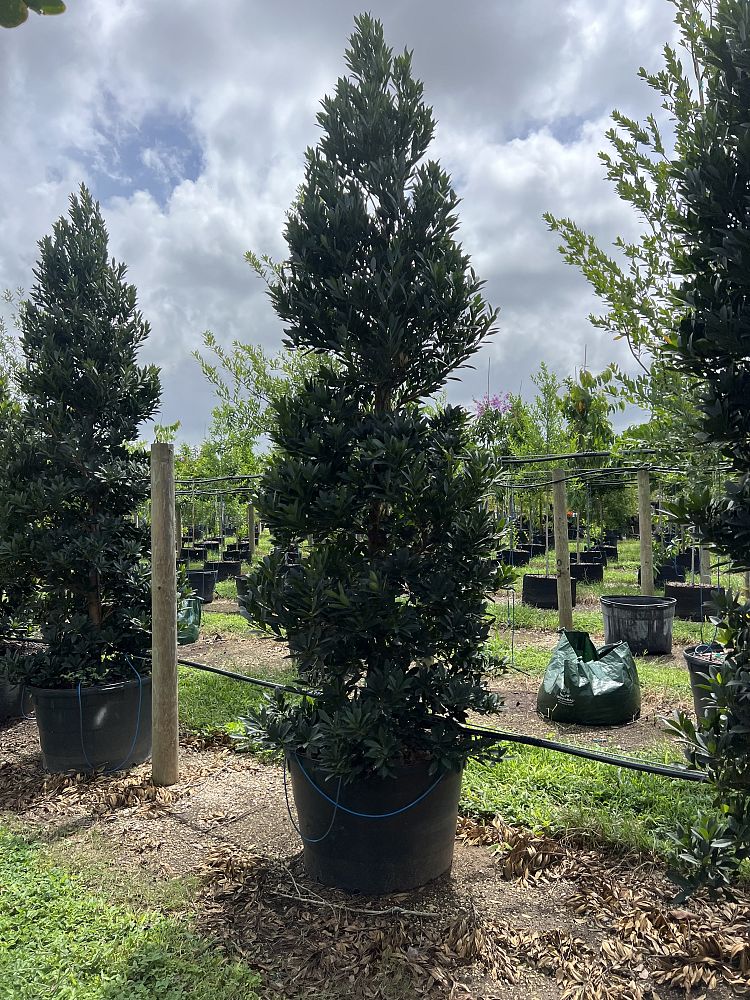 elaeocarpus-decipiens-japanese-blueberry